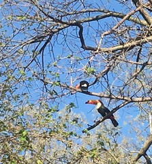 Ramphastos toco