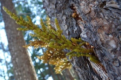 Arceuthobium vaginatum cryptopodum