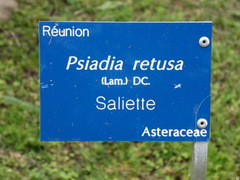 Psiadia retusa