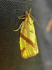 Clepsis moeschleriana