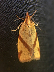 Clepsis moeschleriana