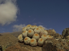 Copiapoa gigantea