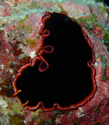 Pseudobiceros gloriosus Newman & Cannon, 1994