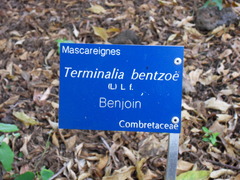 Terminalia bentzoe