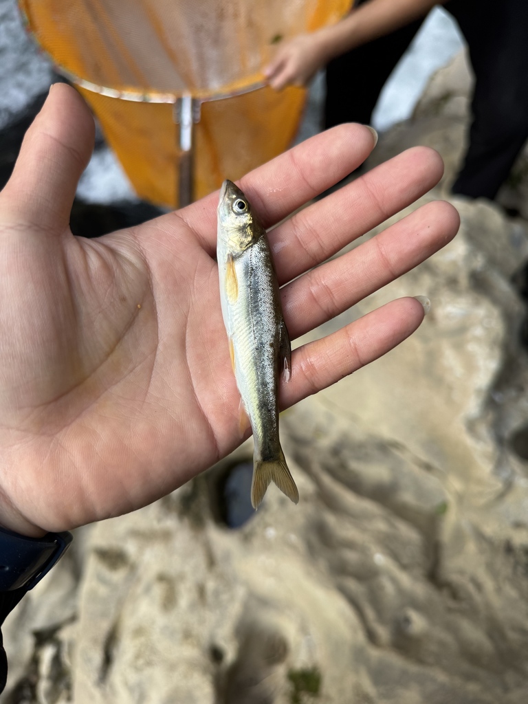 Schizothorax lissolabiatus