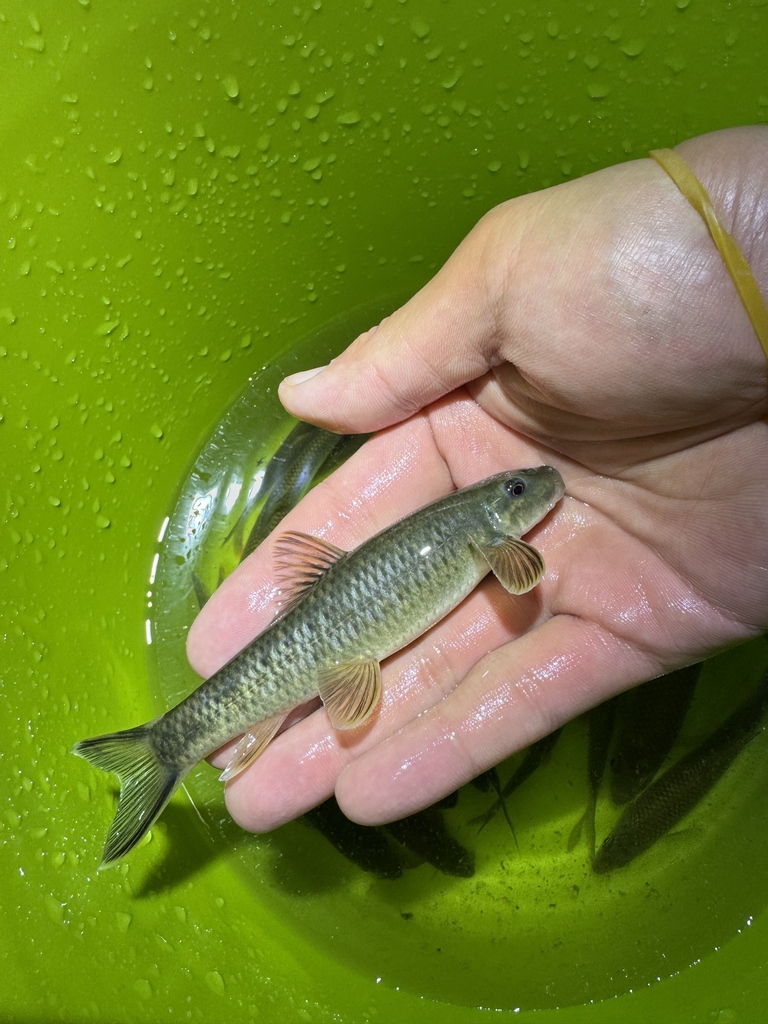 Discogobio tetrabarbatus