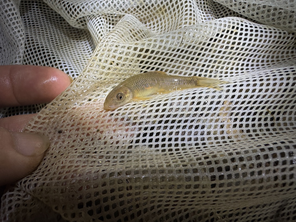 Discogobio propeanalis