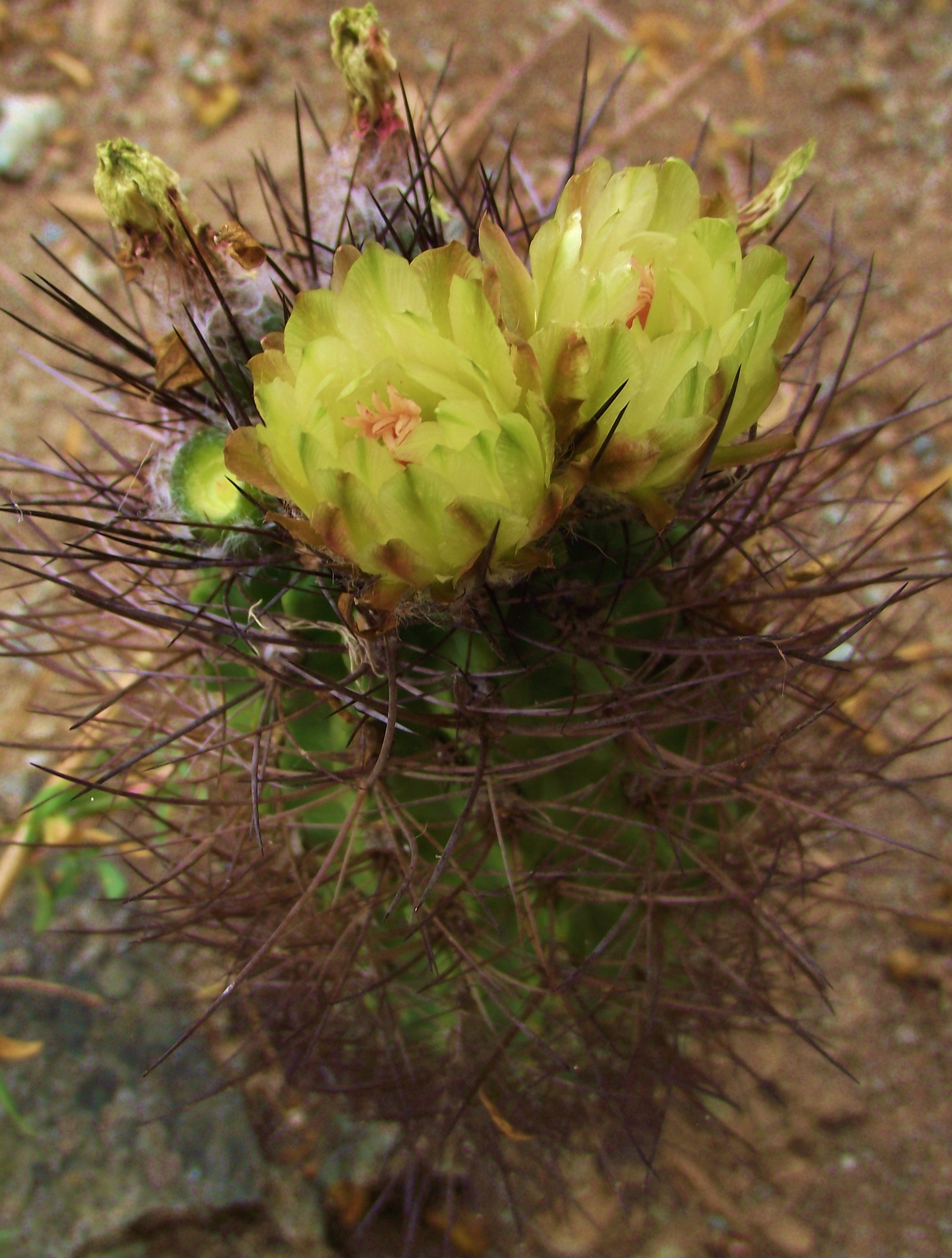 Genus Eriosyce · iNaturalist