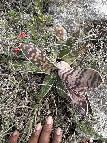 Foto de Gasteria