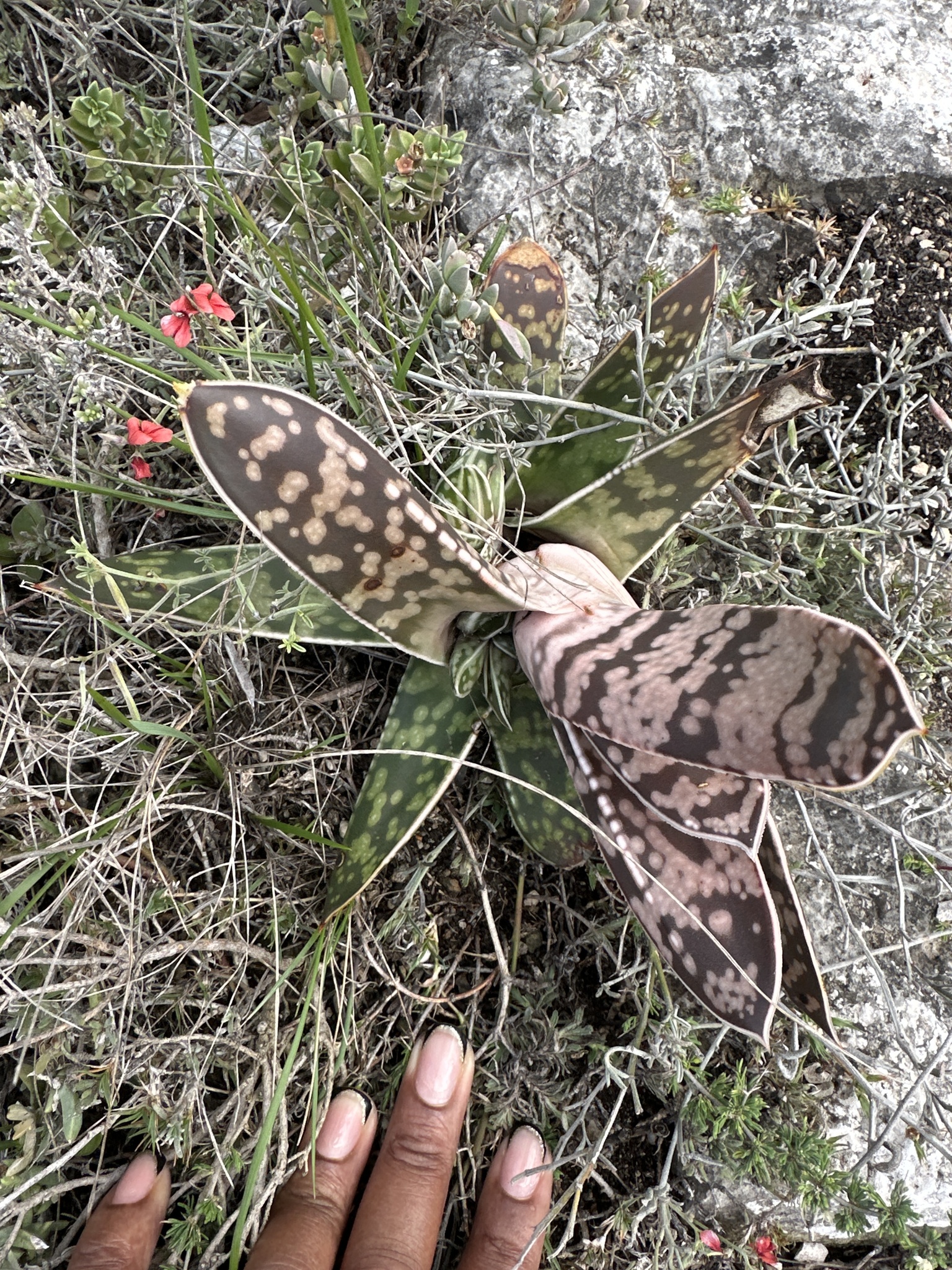Imagem de Gasteria