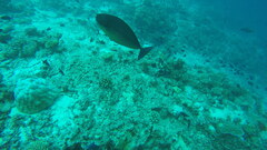 テングハギモドキ
