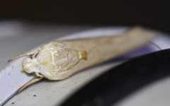 Earias huegeliana