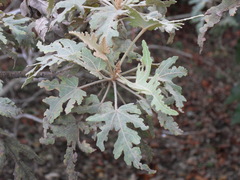 Ruizia cordata