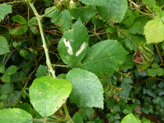 Coptotriche marginea