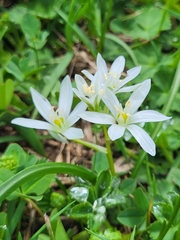 (c) Jacek Pietruszewski, some rights reserved (CC BY) Ornithogalum sigmoideum, photograph (c) Jacek Pietruszewski, some rights reserved (CC BY)