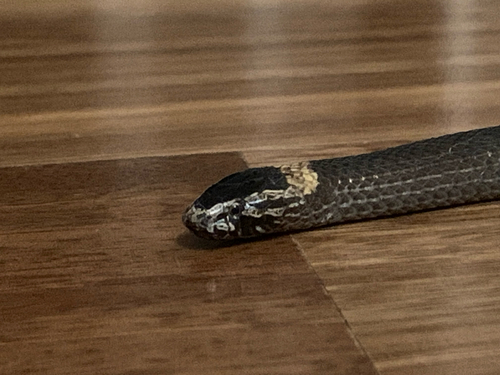 White-crowned Snake sighting