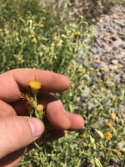 Heterotheca oregona
