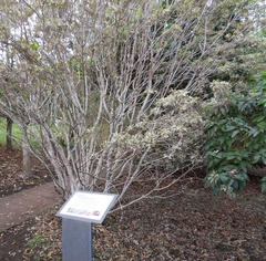 Ruizia cordata