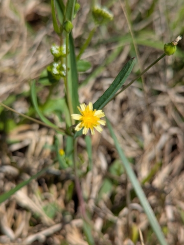Image of Krigia cespitosa by (c) Liam Gerry, some rights reserved (CC BY)