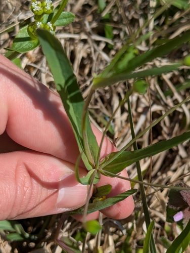 Image of Krigia cespitosa by (c) Liam Gerry, some rights reserved (CC BY)