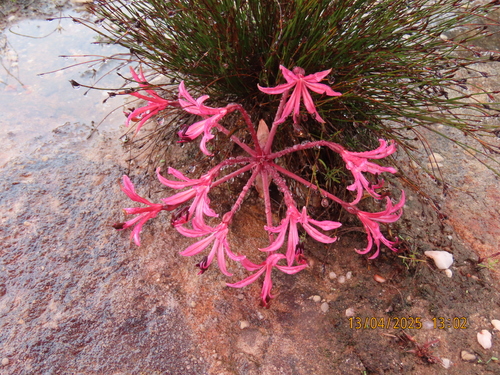 Brunsvigia nervosa