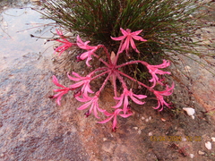 Brunsvigia nervosa