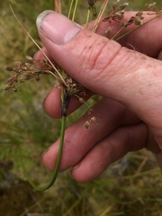 Scirpus atrocinctus