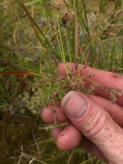 Scirpus atrocinctus