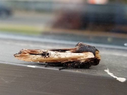 American Swordgrass Moth photo 2