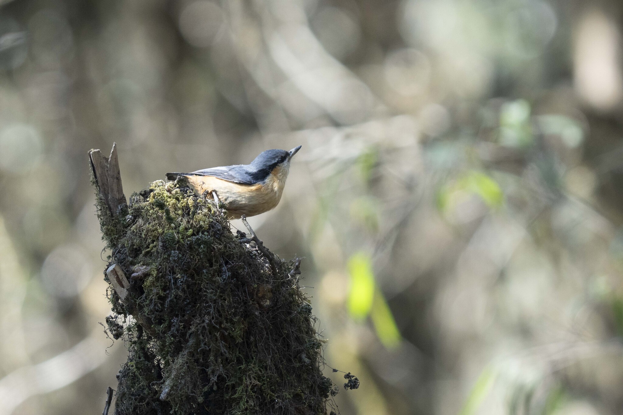 White-tailed Nuthatch (Sitta himalayensis), photo 4