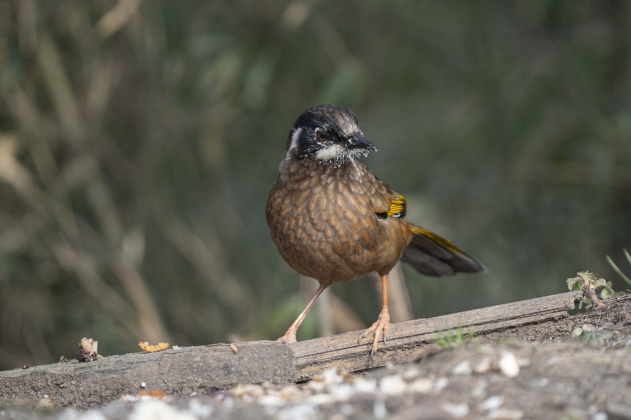 Black-faced Laughingthrush (Trochalopteron affine), photo 6