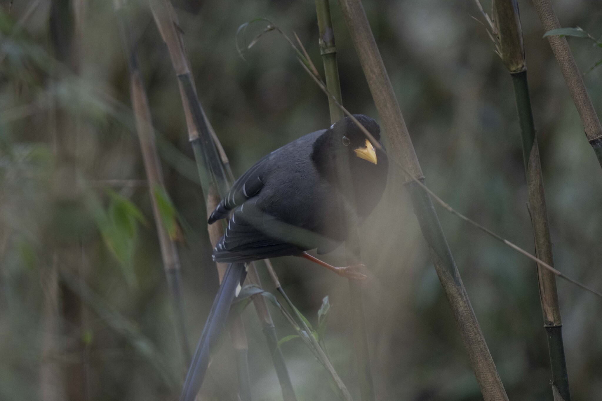 Yellow-billed Blue Magpie (Urocissa flavirostris), photo 8