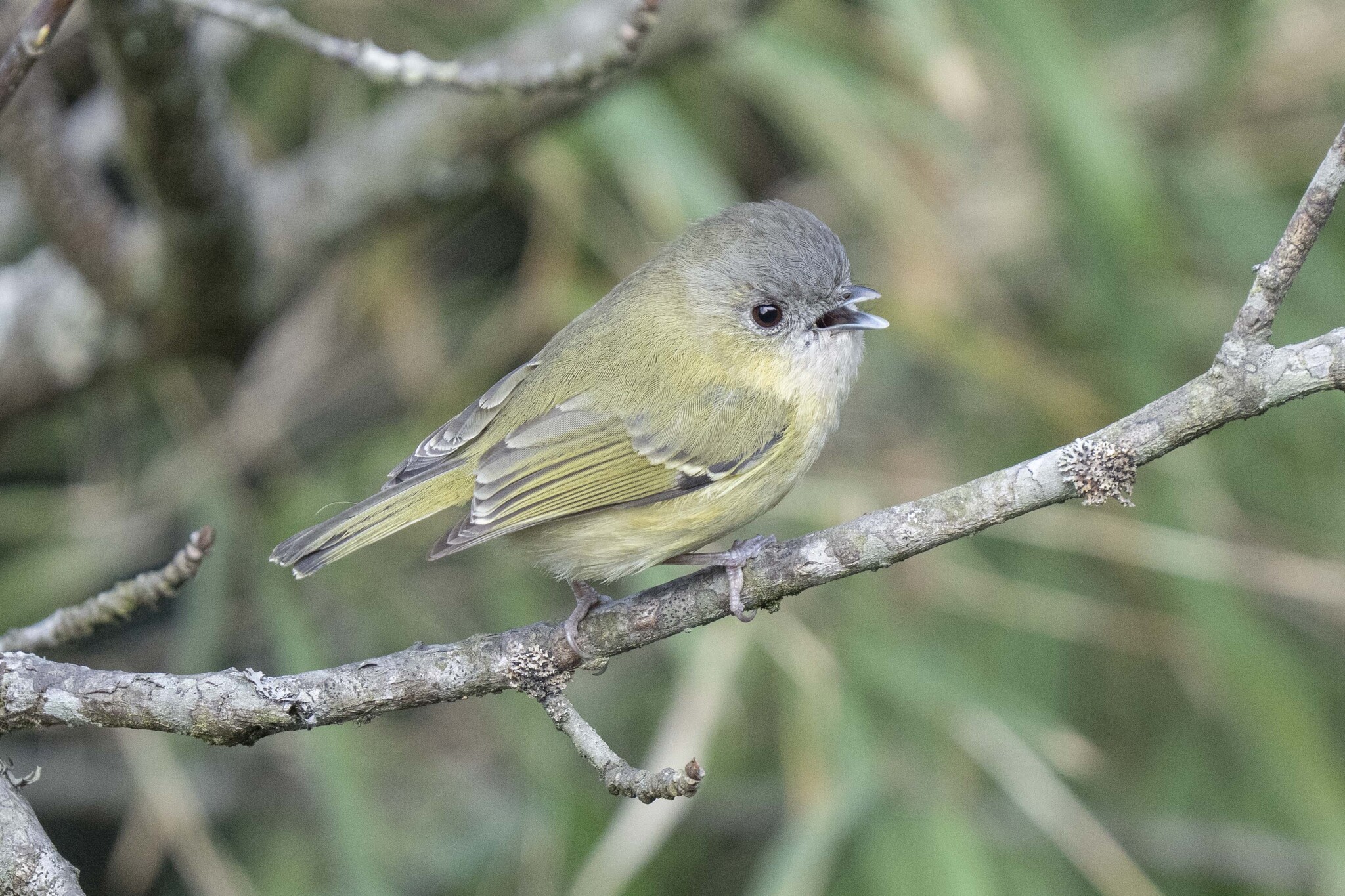 Green Shrike-babbler