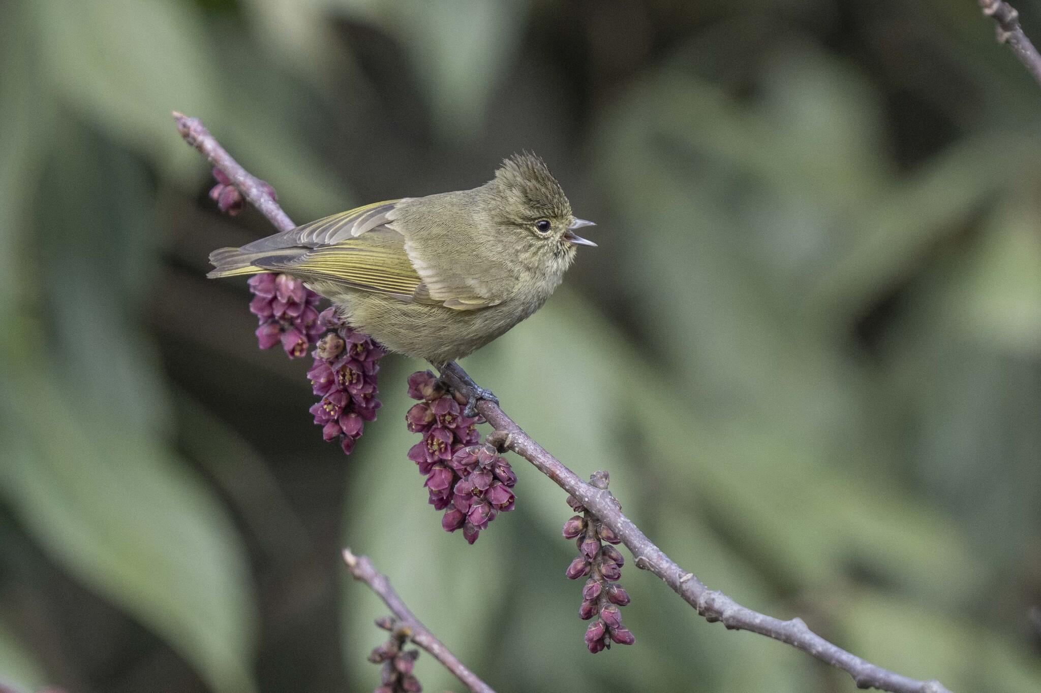 Yellow-browed Tit
