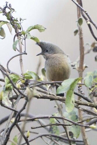 Stripe-throated Yuhina (Yuhina gularis), photo 9