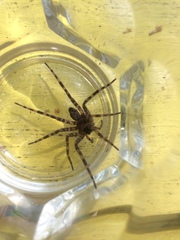 Dolomedes scriptus