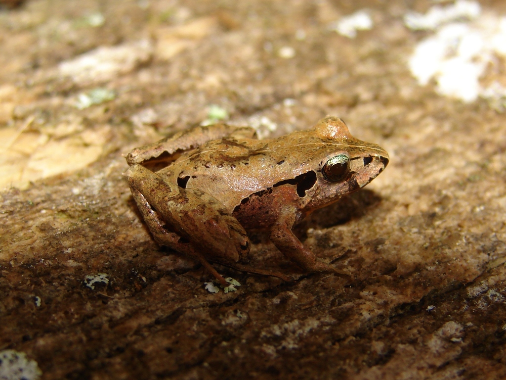 Garcia's Big-Headed Frog