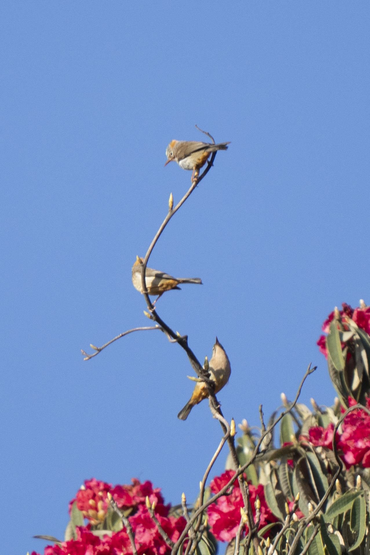Rufous-vented Yuhina (Yuhina occipitalis), photo 1