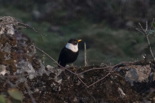 White-collared Blackbird (Turdus albocinctus), photo 4