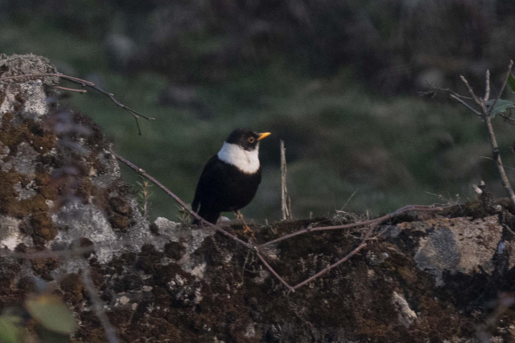White-collared Blackbird (Turdus albocinctus), photo 3