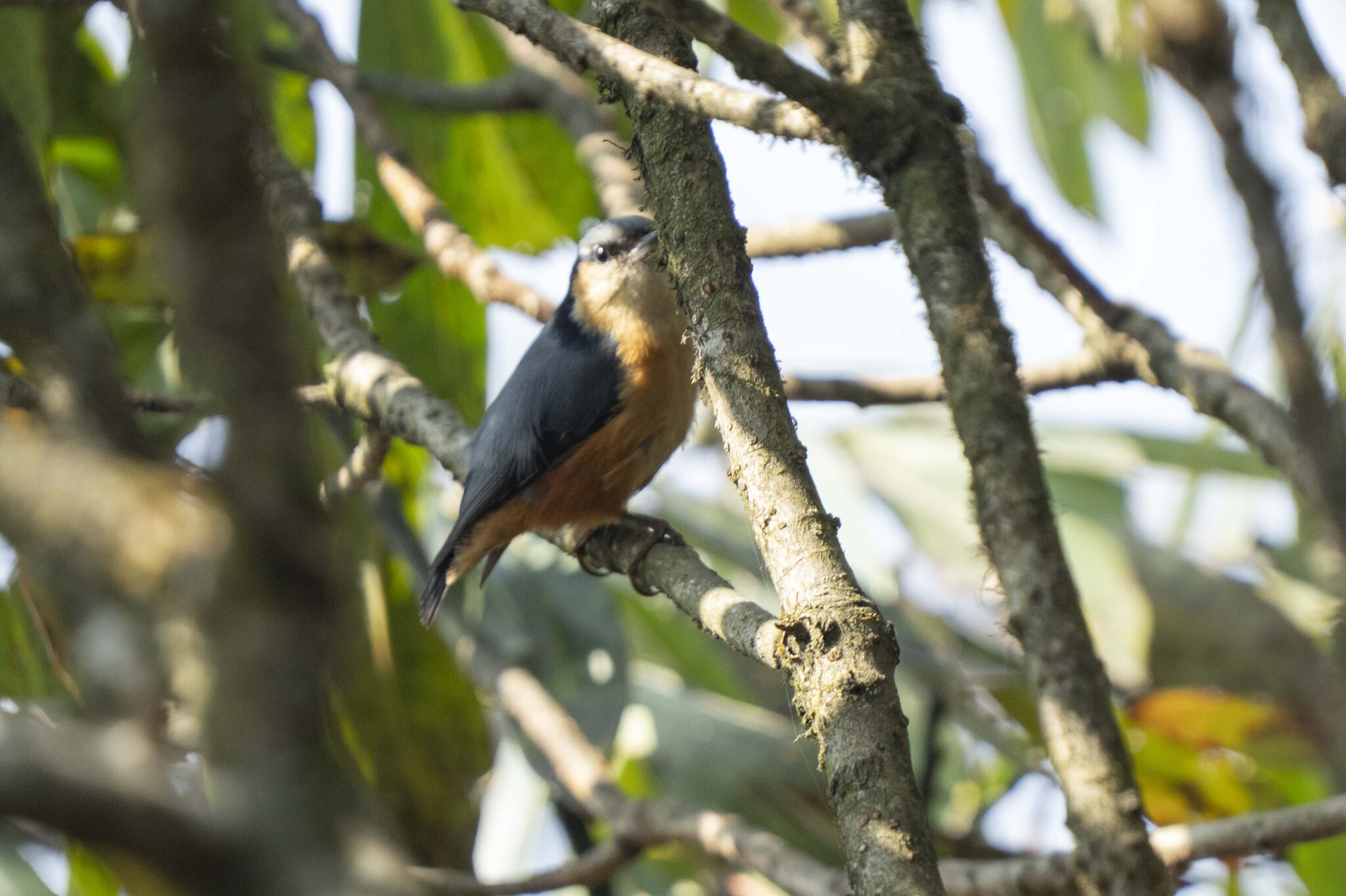 White-tailed Nuthatch (Sitta himalayensis), photo 3