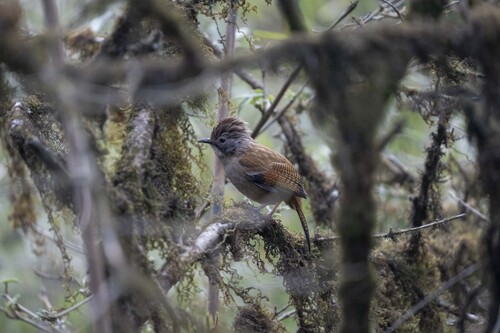 Hoary-throated Barwing (Actinodura nipalensis)