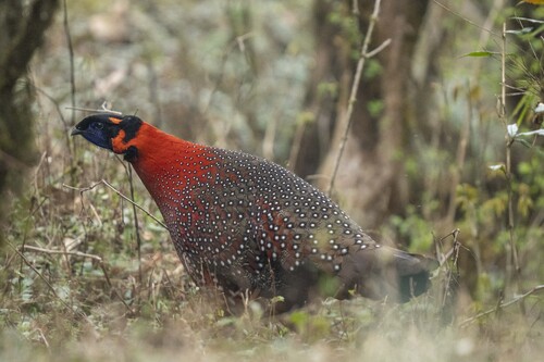 Tragopan satyre (Tragopan satyra)