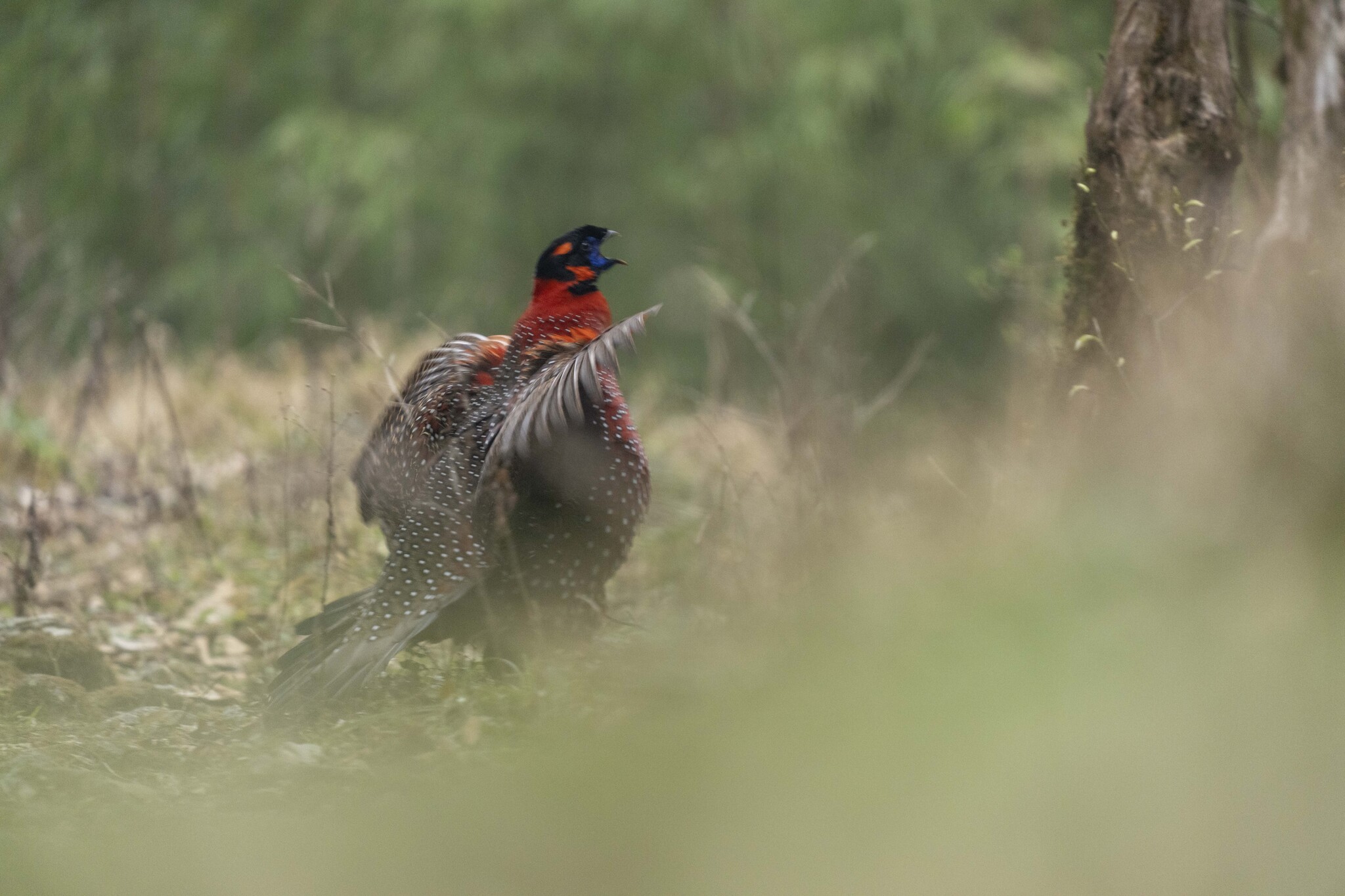 Satyr Tragopan
