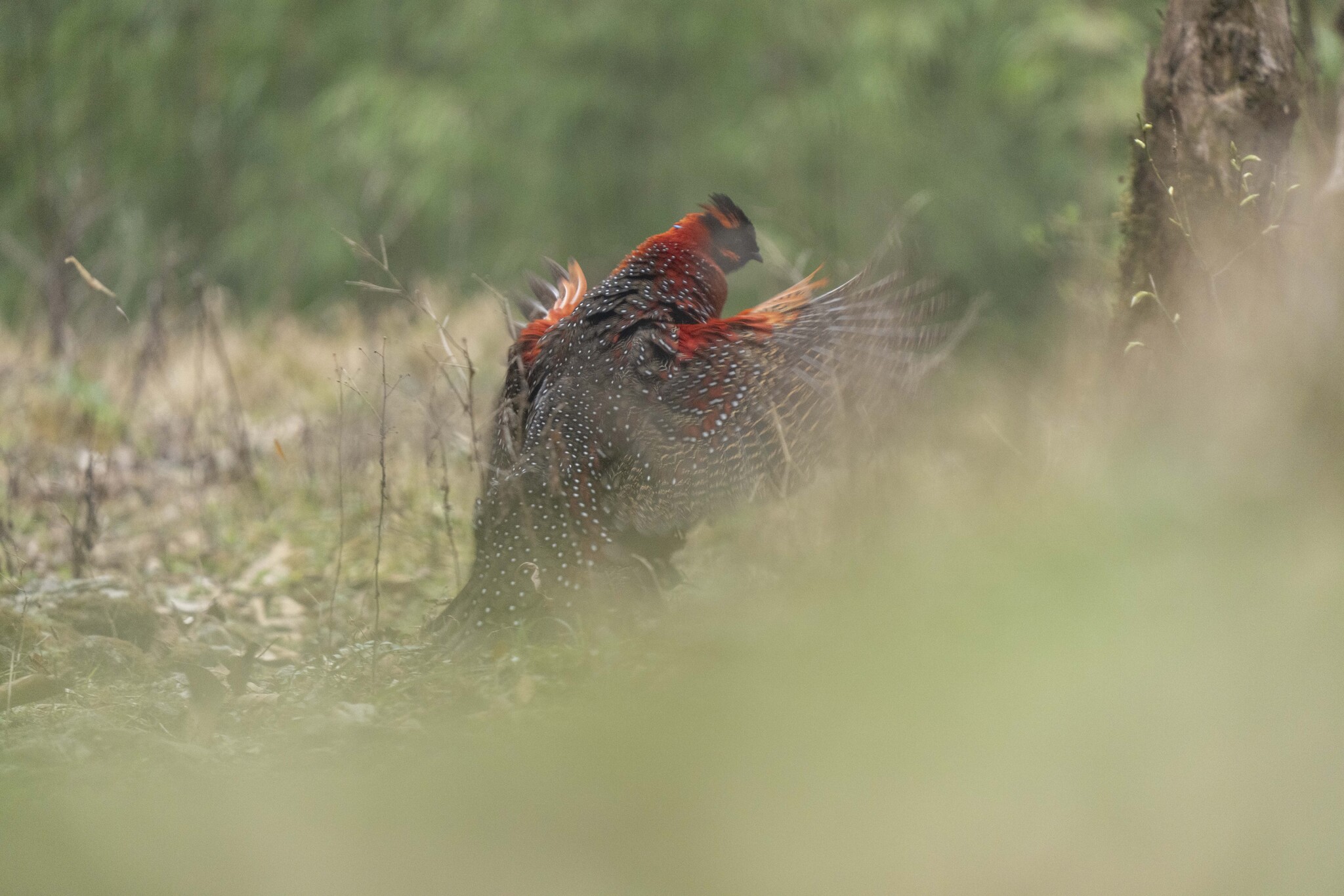 Satyr Tragopan
