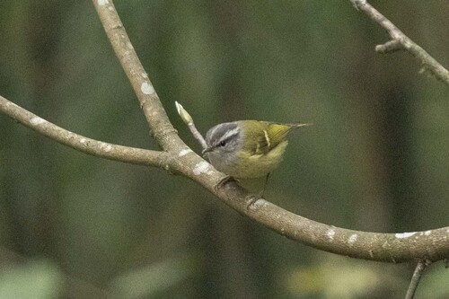 Ashy-throated Warbler (Phylloscopus maculipennis), photo 4