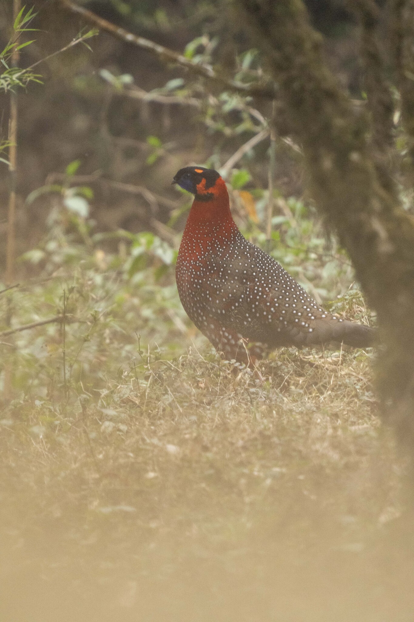 Satyr Tragopan