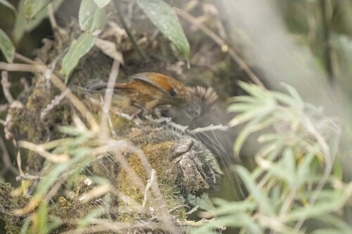 Hoary-throated Barwing (Actinodura nipalensis), photo 2