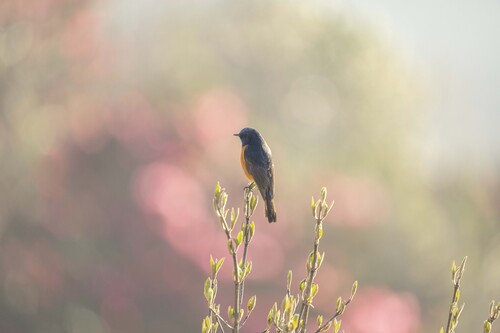 Blue-fronted Redstart (Phoenicurus frontalis), photo 8