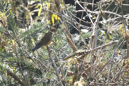 Himalayan Bluetail (Tarsiger rufilatus), photo 10